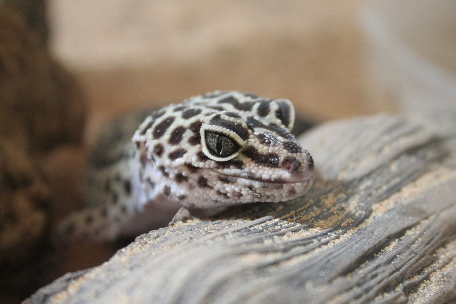 Leopardgecko