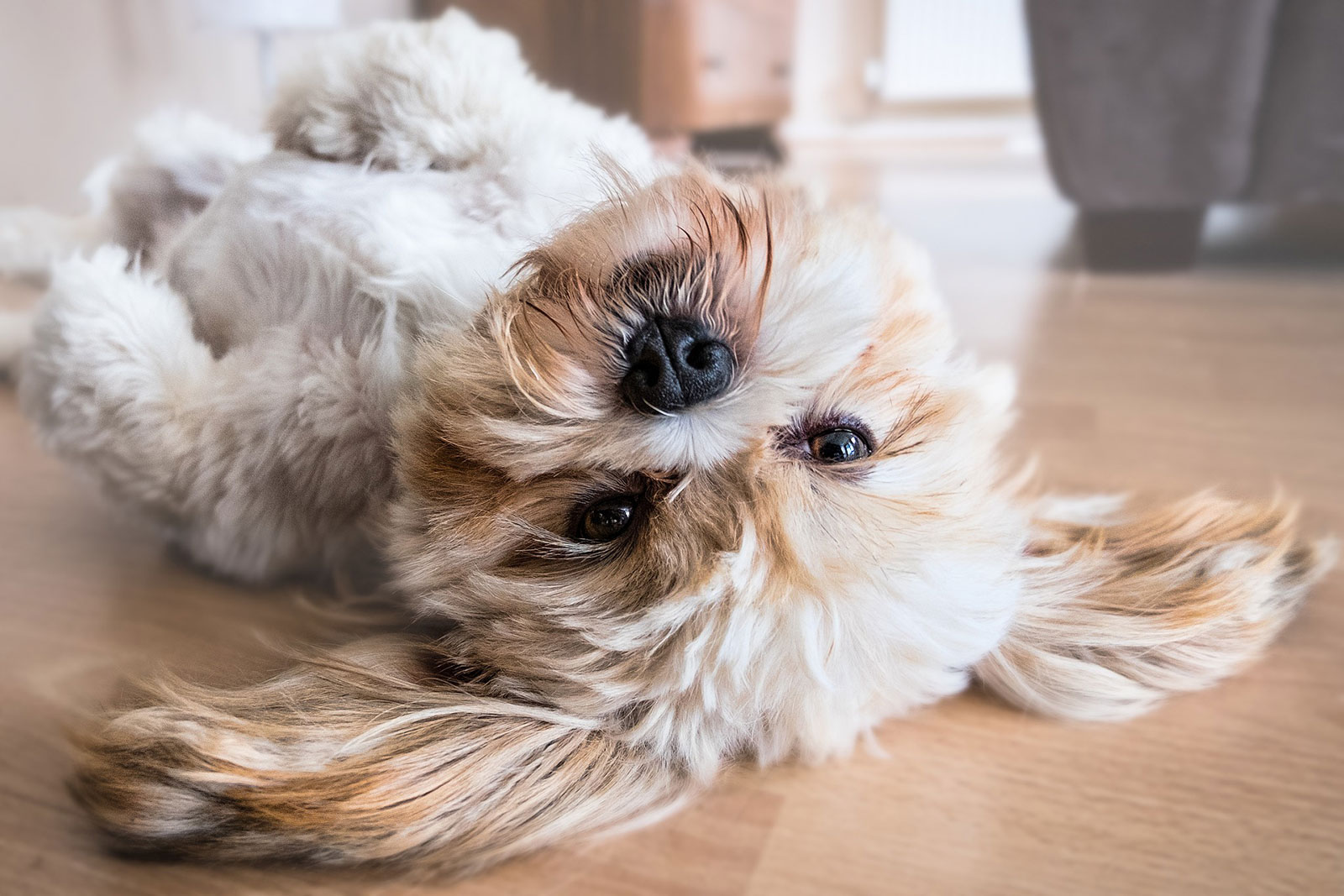 Hund liegt auf dem Fußboden auf dem Rücken