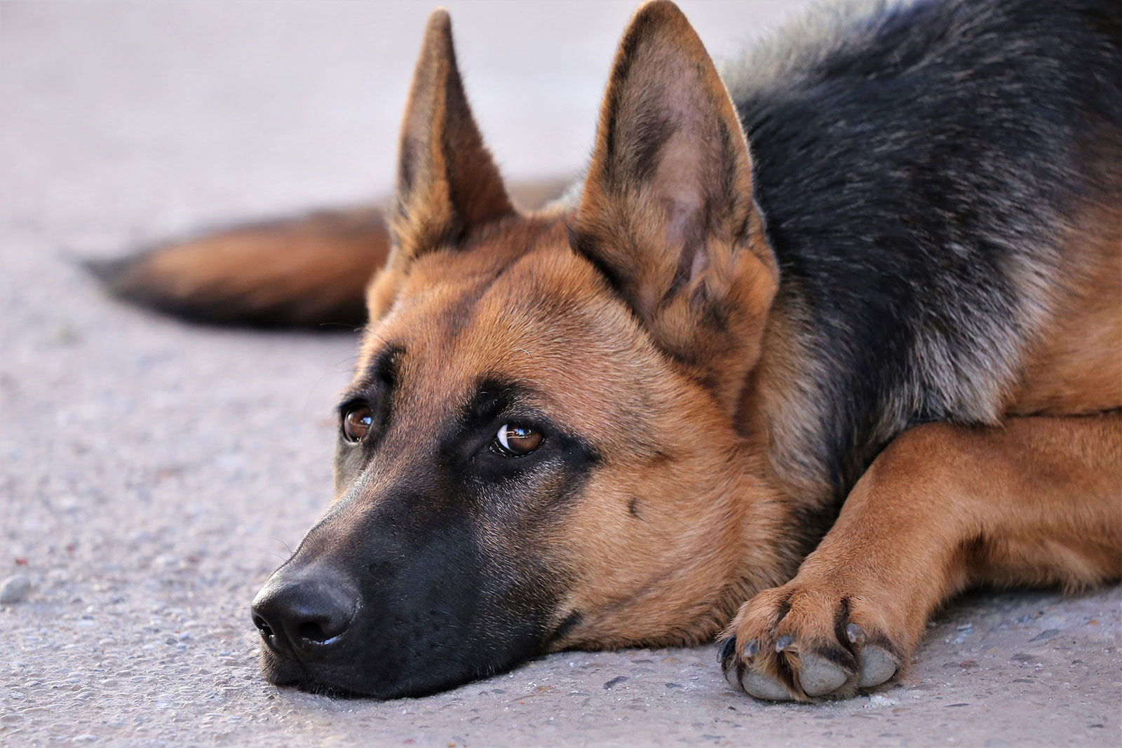 Schäferhund liegt und spitzt die Ohren