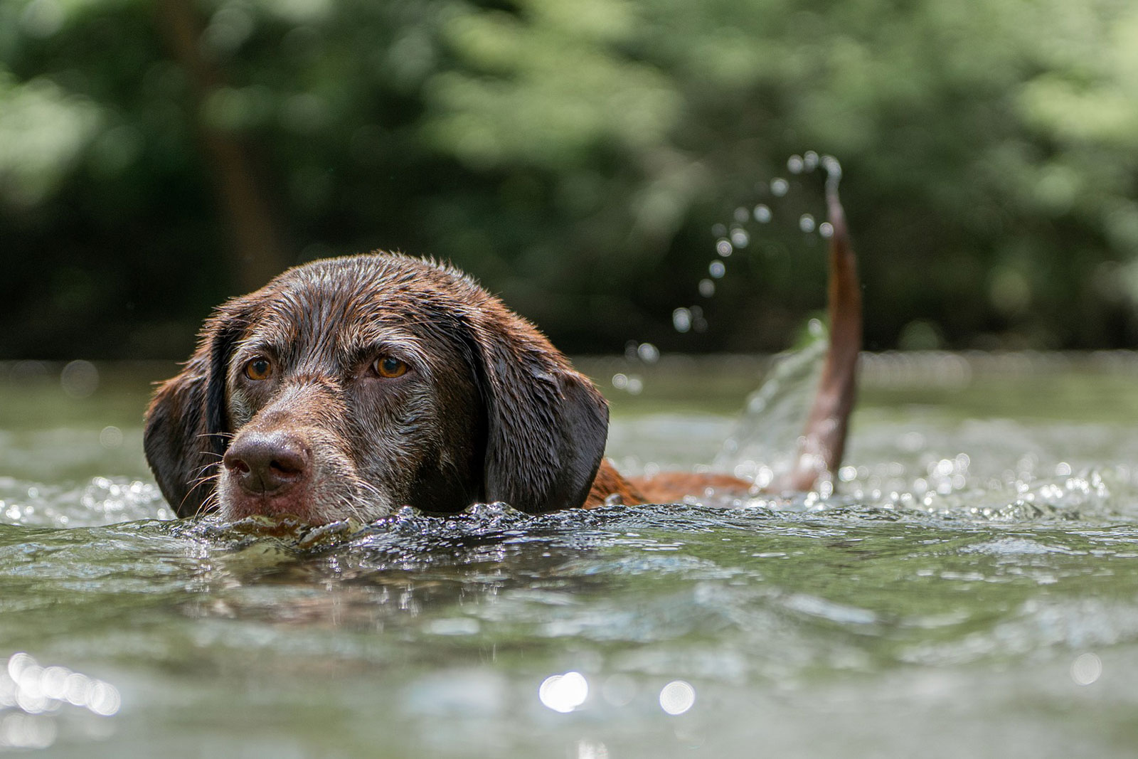 brauner Labrador-Retriever schwimmt