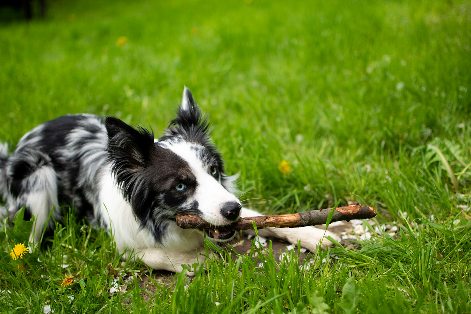 Border Collie liegt auf der Wiese mit Stock im Maul