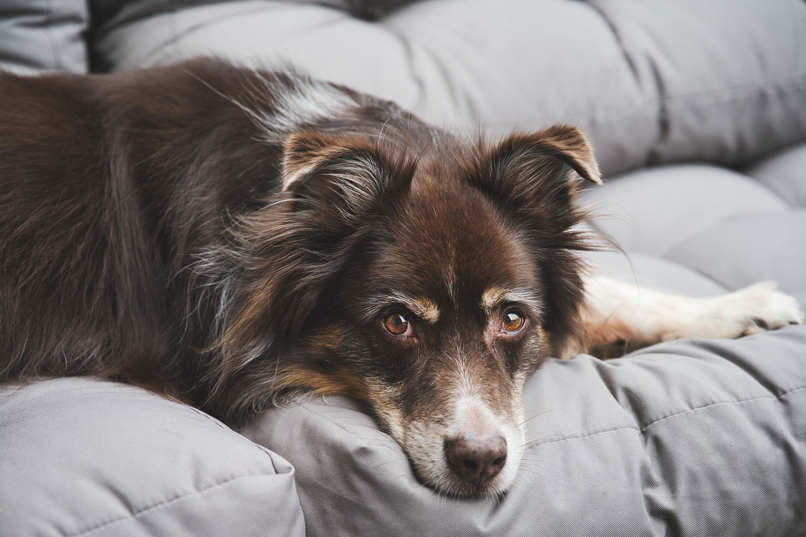 Hund liegt auf der Couch und guckt in die Kamera