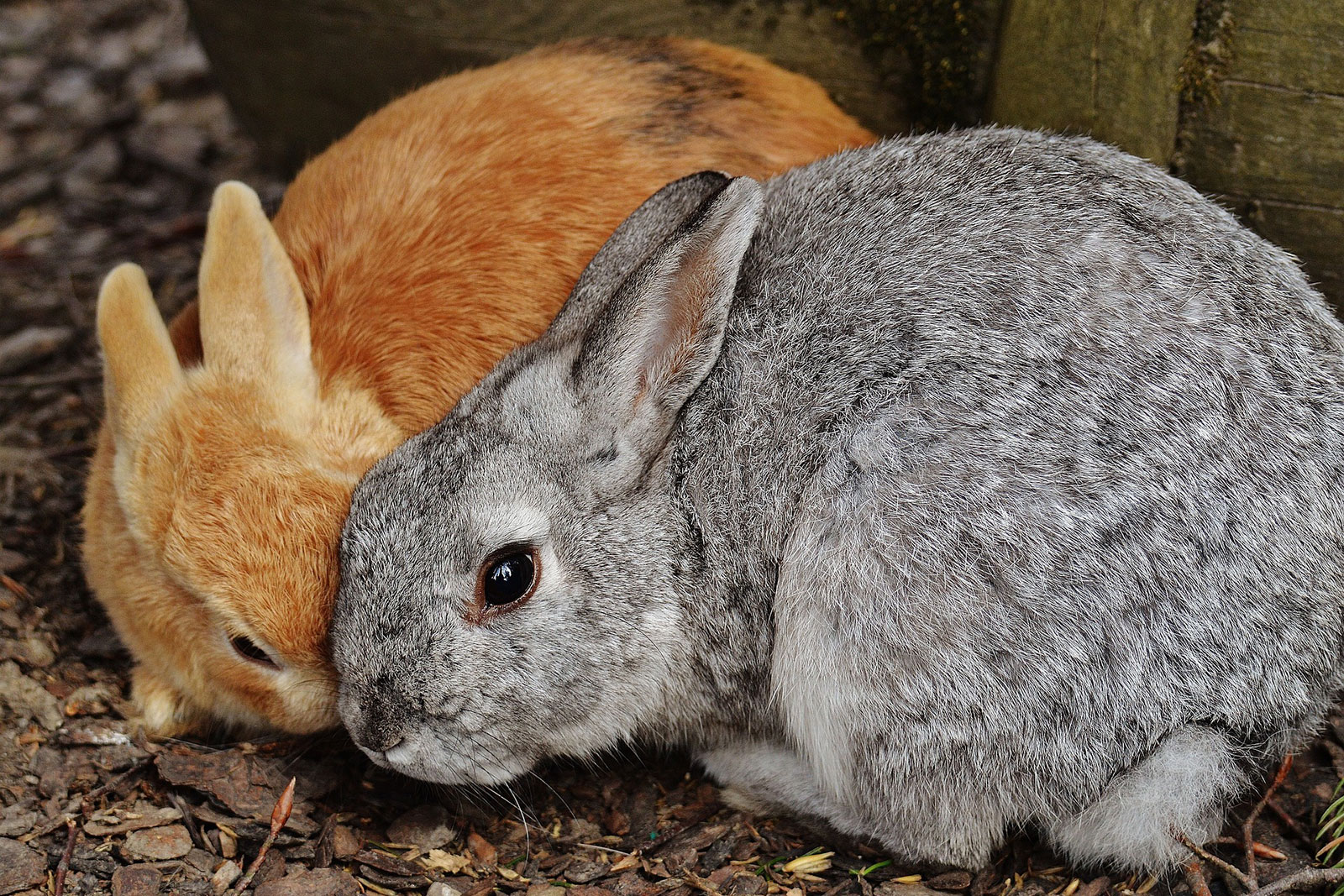 Kaninchen