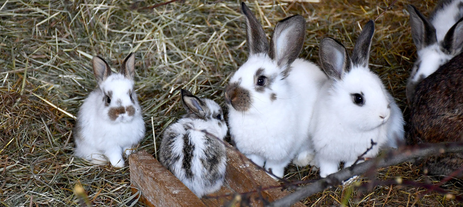 Kaninchen