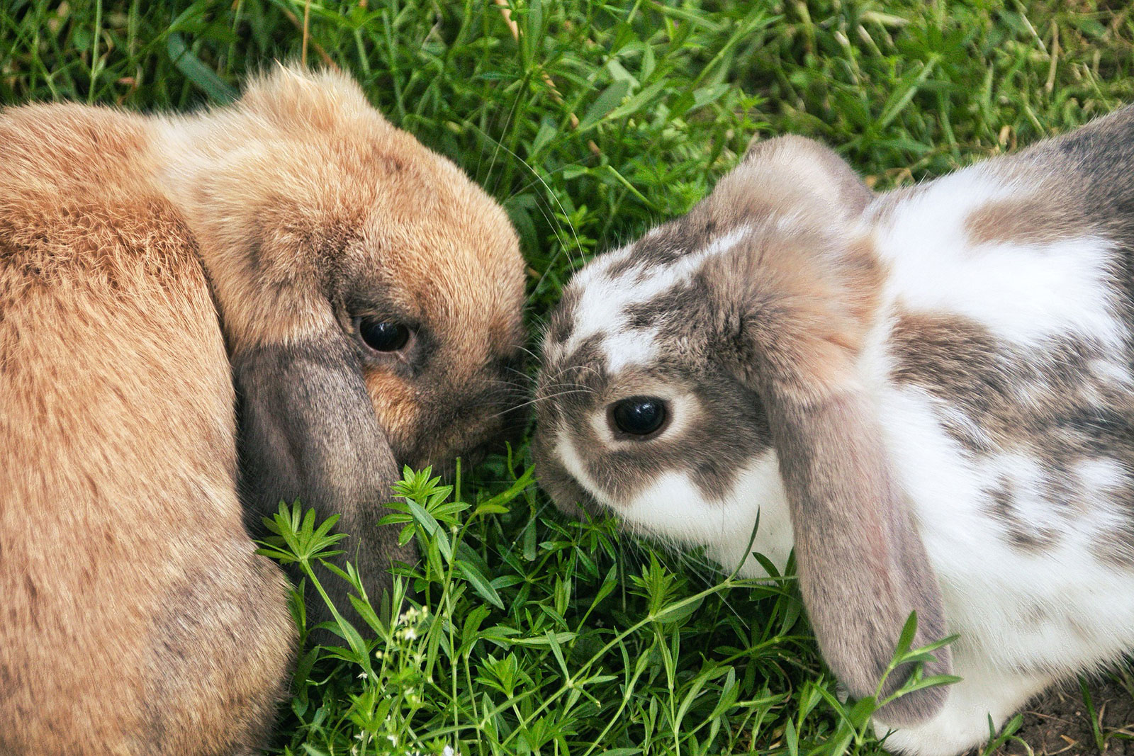 zwei Kaninchen