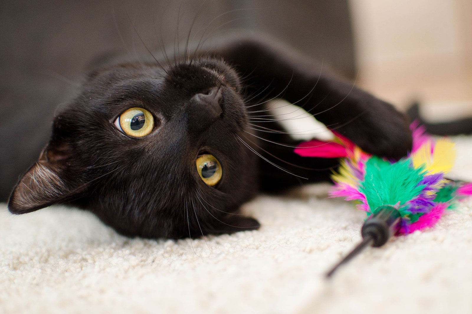 schwarze Katze spielt mit einem bunten Federpuschel