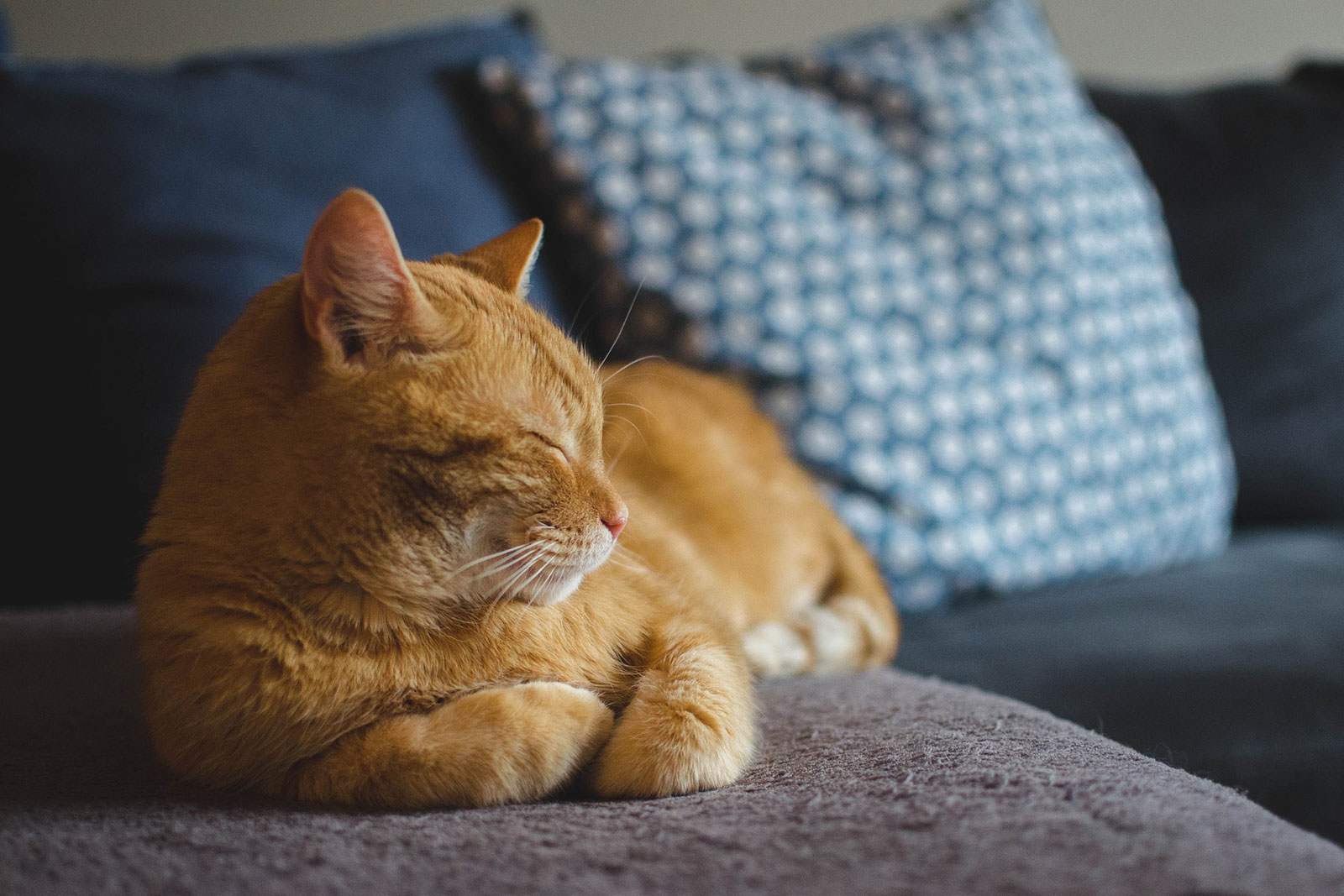 orange Katze schläft auf dem Sofa