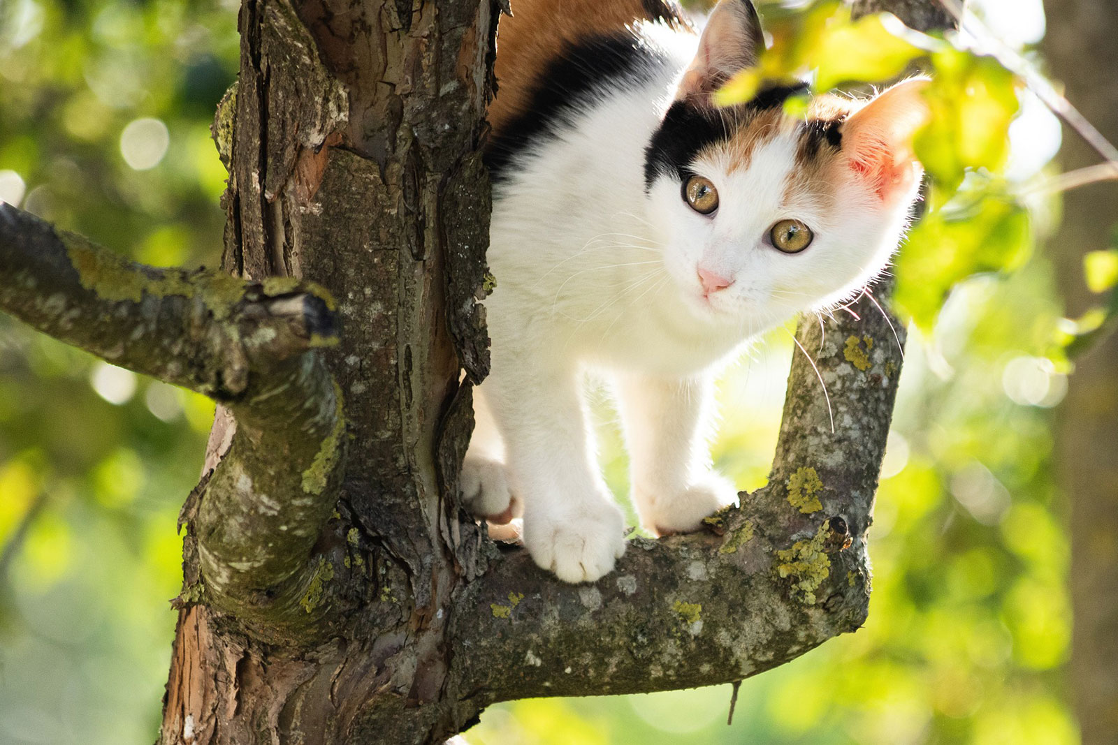 bunte Katze steht auf einem Baum