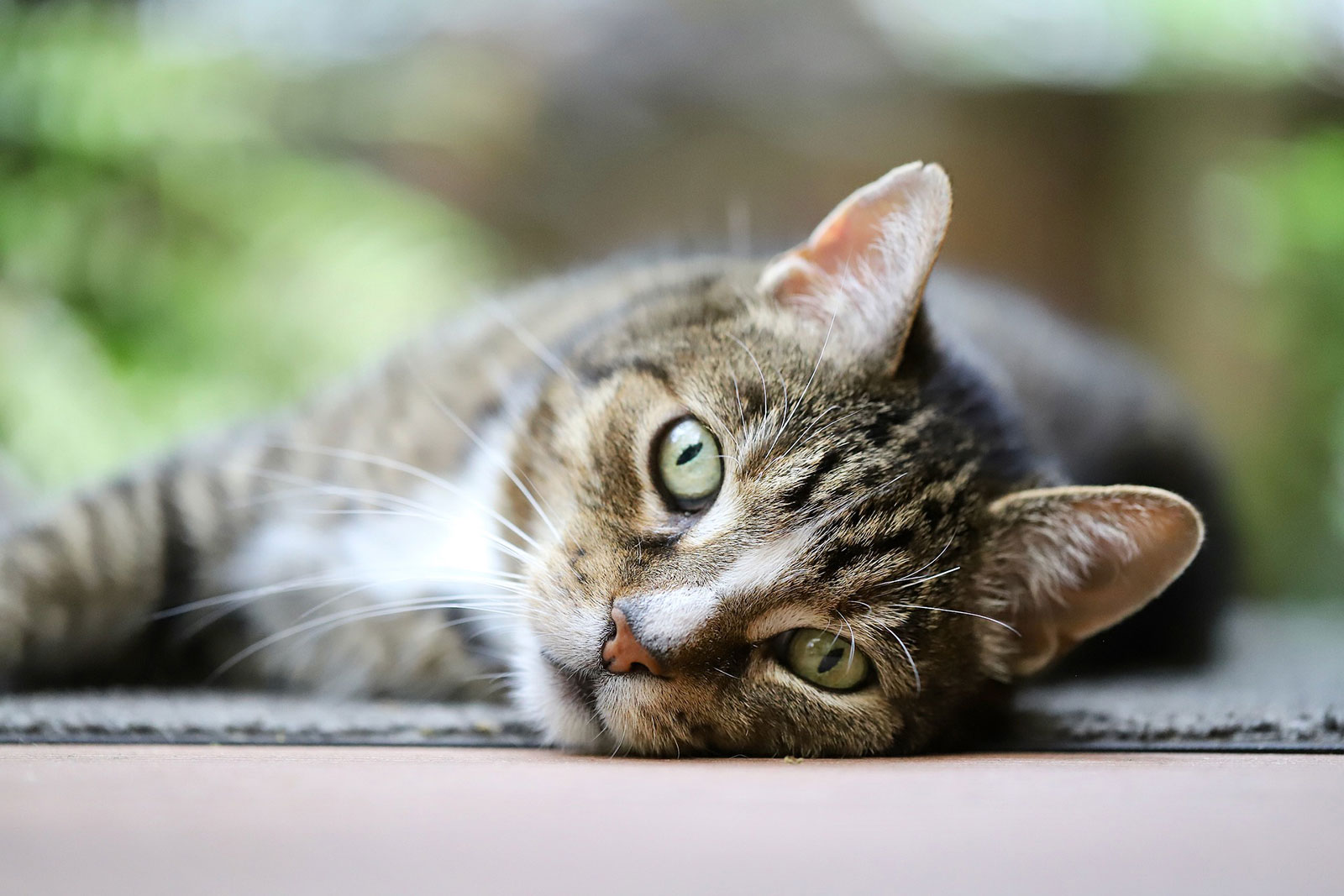 Katze liegt auf dem Boden und schaut in die Kamera