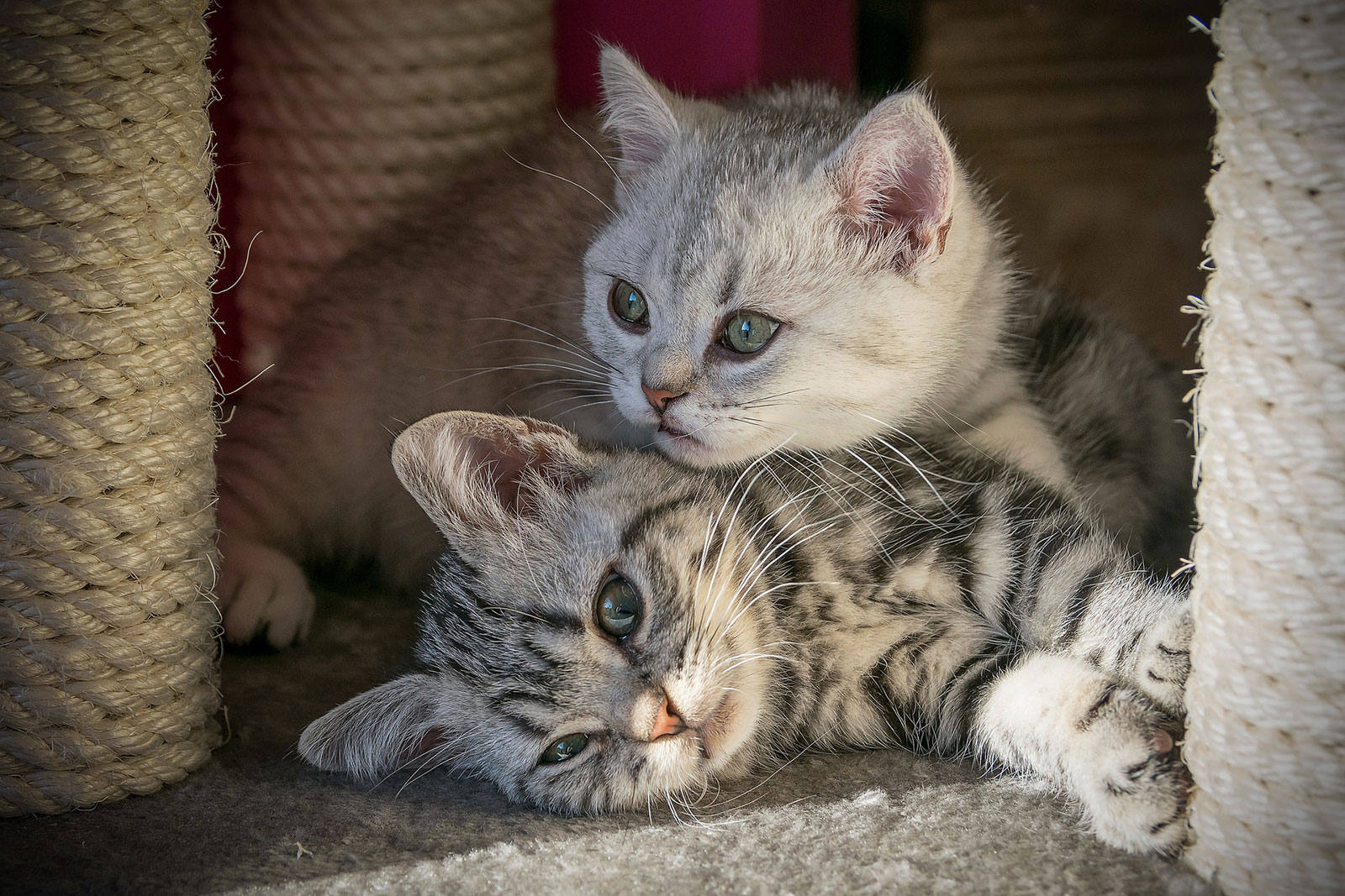 zwei getigerte Katzenbabys kuscheln zusammen auf dem Katzbaum