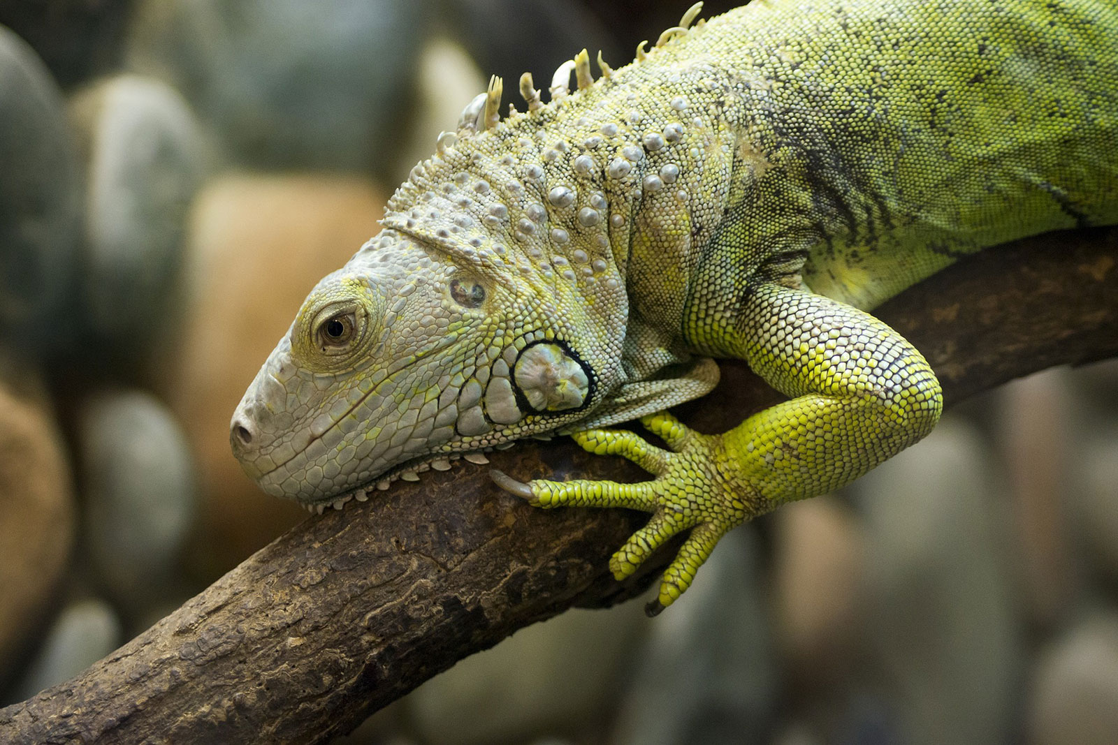 Grüner Leguan auf einem Ast