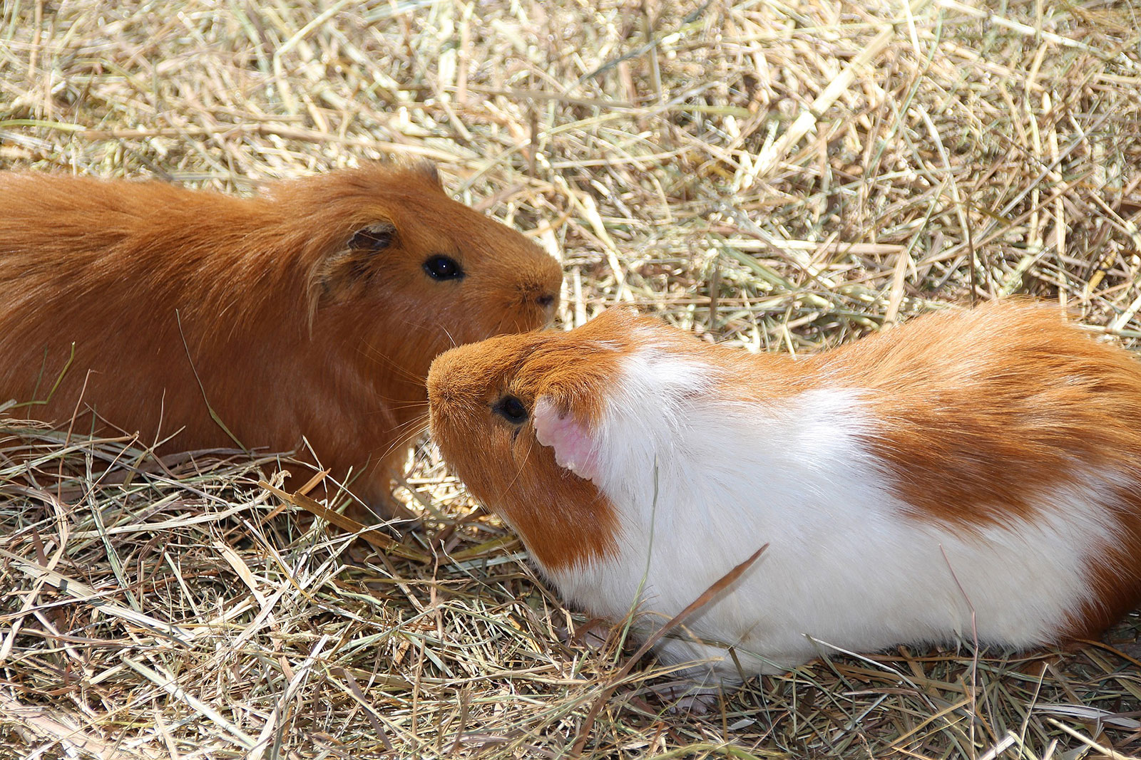 zwei Meerschweinchen beschnuppern sich