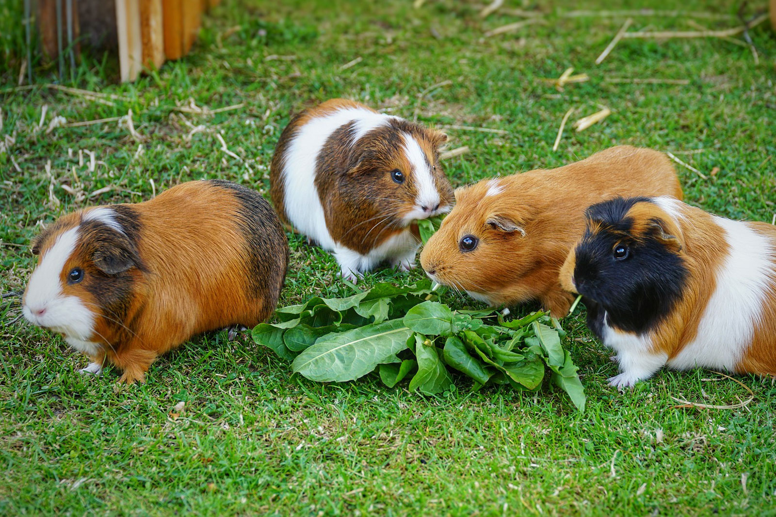 Meerschweine