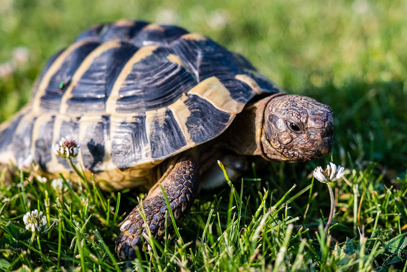 eine Schildkröte auf der Wiese